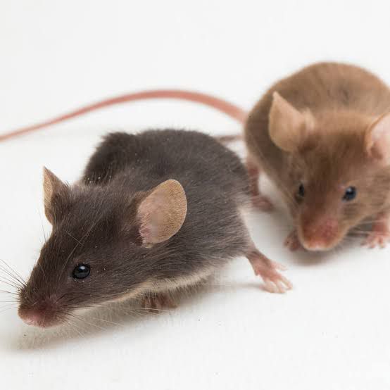Professional Rat and Mouse Control