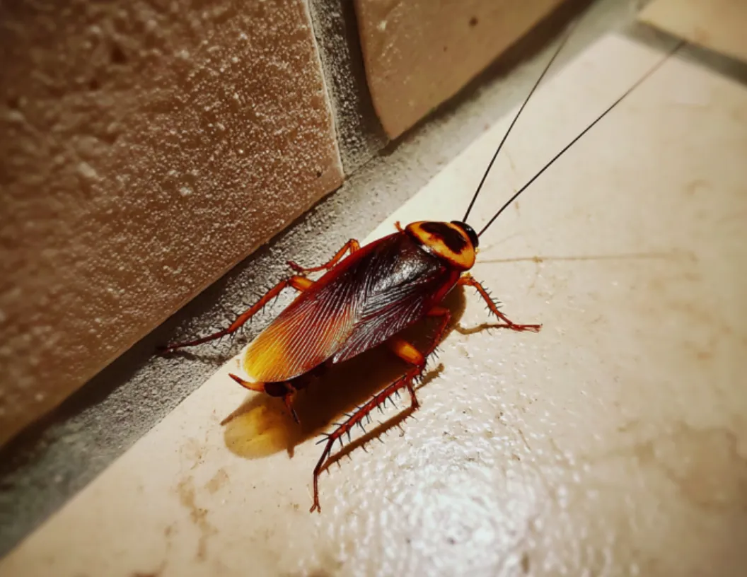 Cockroach Treatment