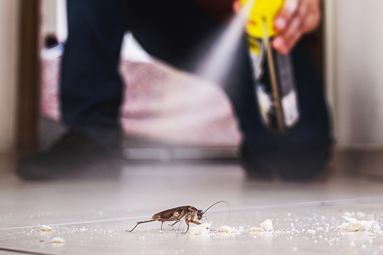 Cockroach Prevention