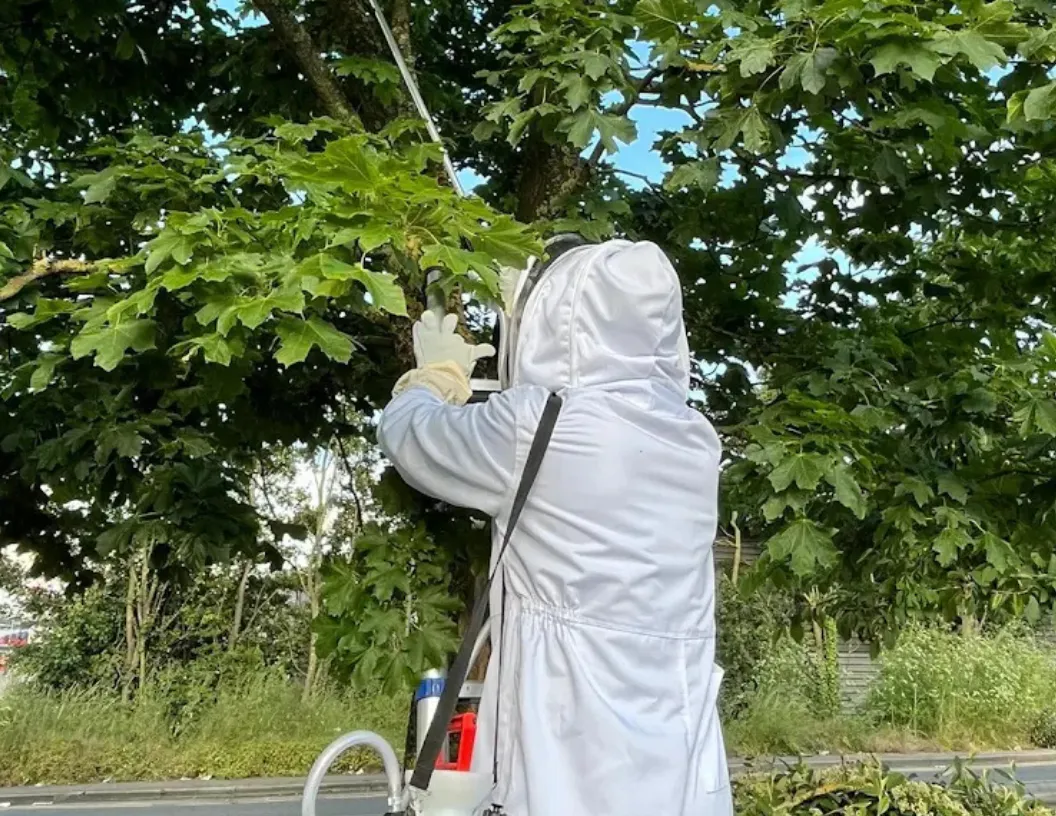 Wasp Nest Removal