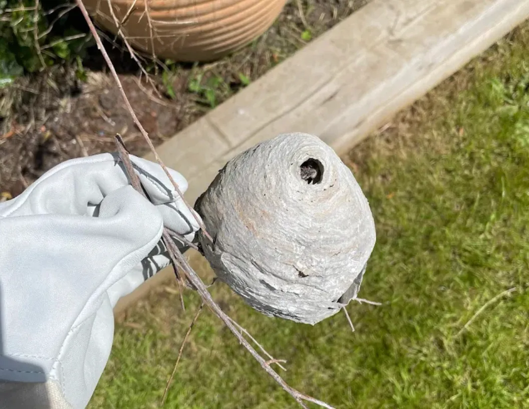 Wasp Prevention