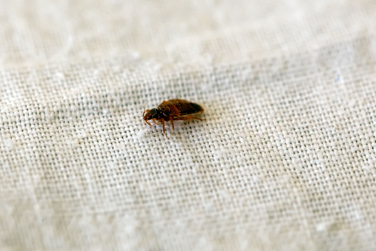 Bed Bug Prevention