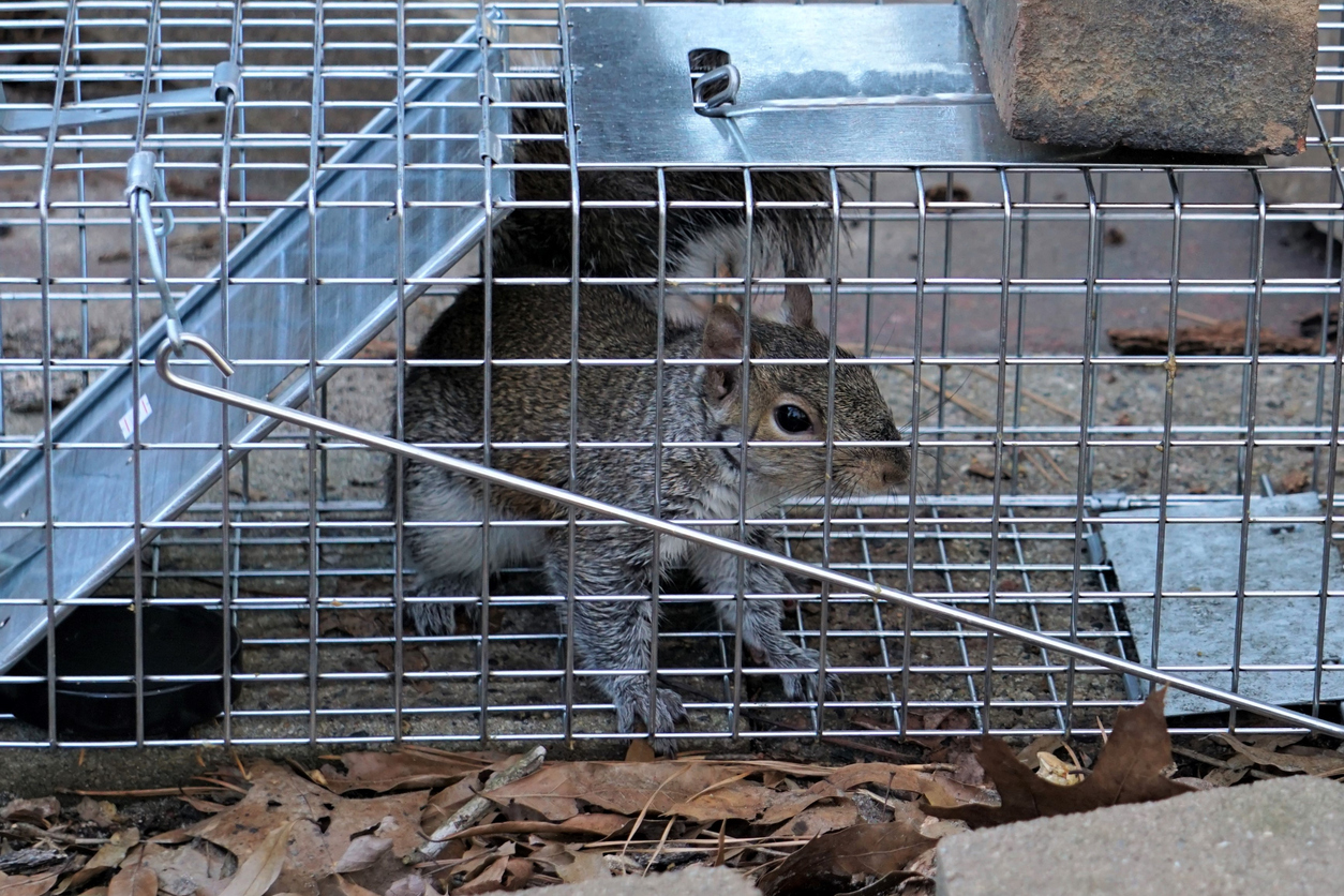 Wildlife Removal Services