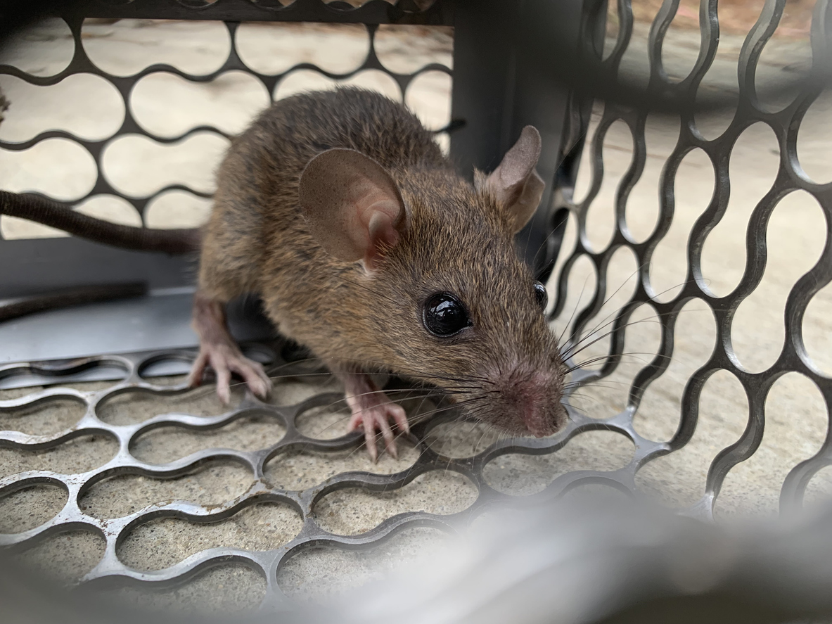 Rodent Control Treatment